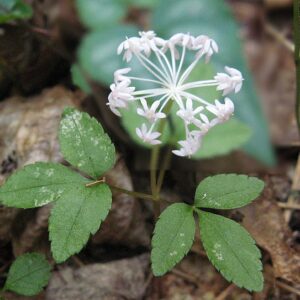 Panax_trifolius_Kentucky