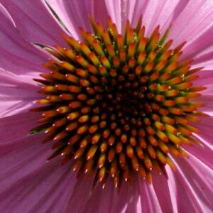 echinacea flower - Brendan Kelly