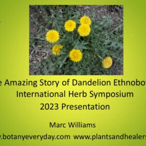 The Amazing Story of Dandelion Ethnobotany