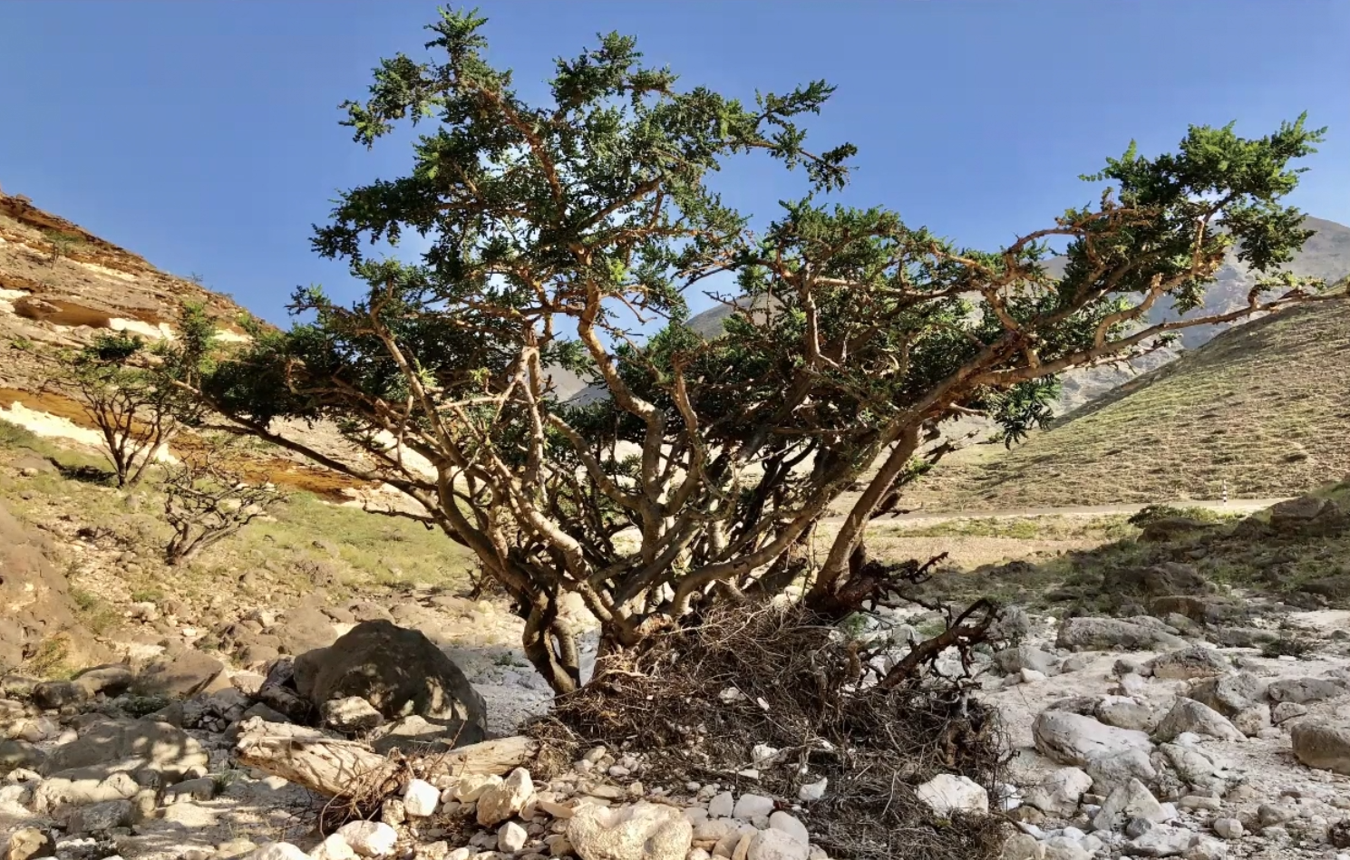 Frankincense Unveiled: From Ancient Times to Modern Global Markets