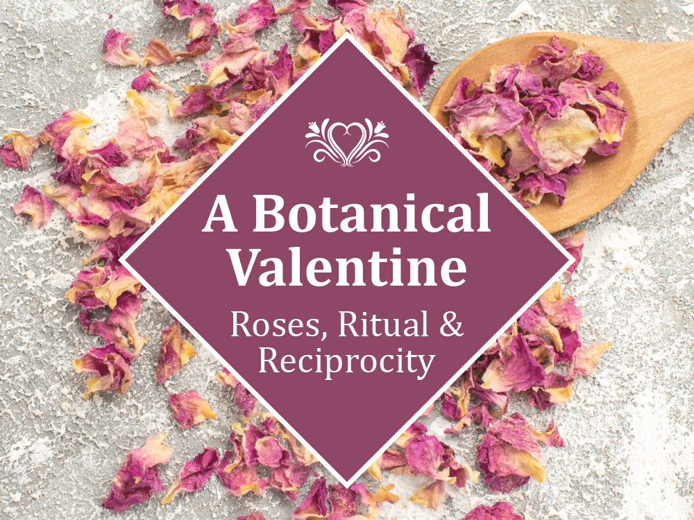A Botanical Valentine: Roses, Ritual & Reciprocity